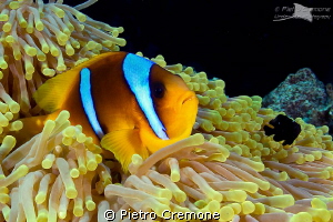 Friends.. 
a clownfish and a little domino damsel sharin... by Pietro Cremone 